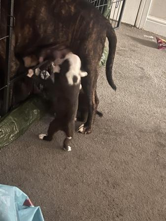 Image 7 of 9 week old staff x welsh terrier
