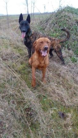Image 2 of For sale two year old male fox red Labrador