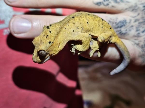 Image 1 of Baby dalmatian crested gecko poss super dal