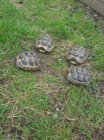 Image 2 of Spur Thighed Tortoises 2022 Hatched