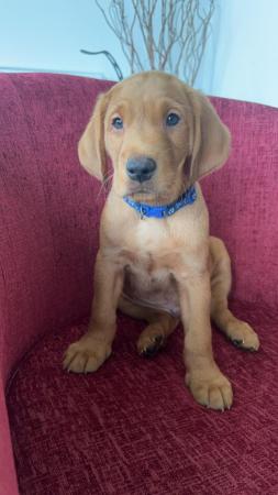 Image 8 of JUST 2 LEFT! KC registered Fox Red Labrador puppies
