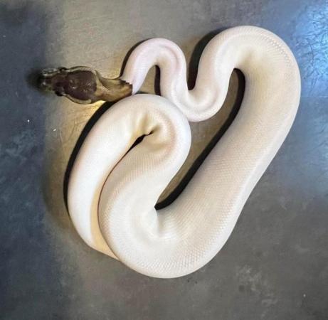 Image 4 of Black pastel piebald high white het ghost ball python royal