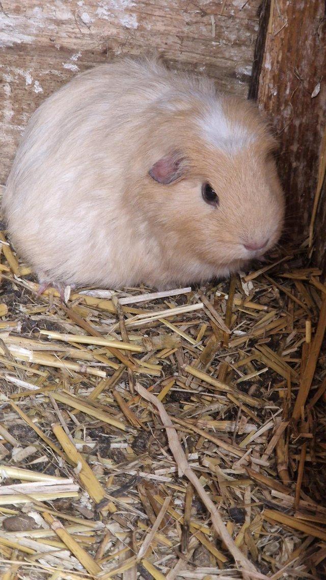 Preview of the first image of 3 stunning guineapig looking for new homes.