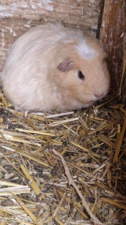 Image 1 of 3 stunning guineapig looking for new homes