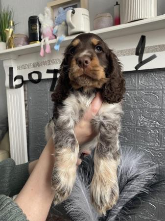 Image 21 of Cocker spaniel show type KC registered. READY