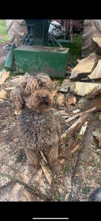 Image 3 of Labradoodle puppies one girl available