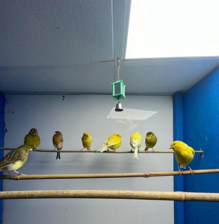 Image 3 of Various canary for sale cock and hens