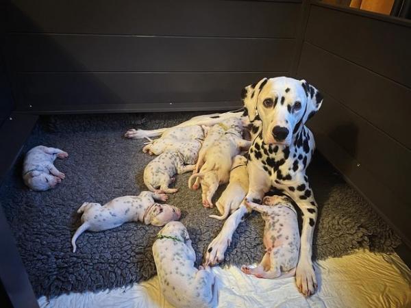 Image 5 of Possible LUA Dalmatian puppies