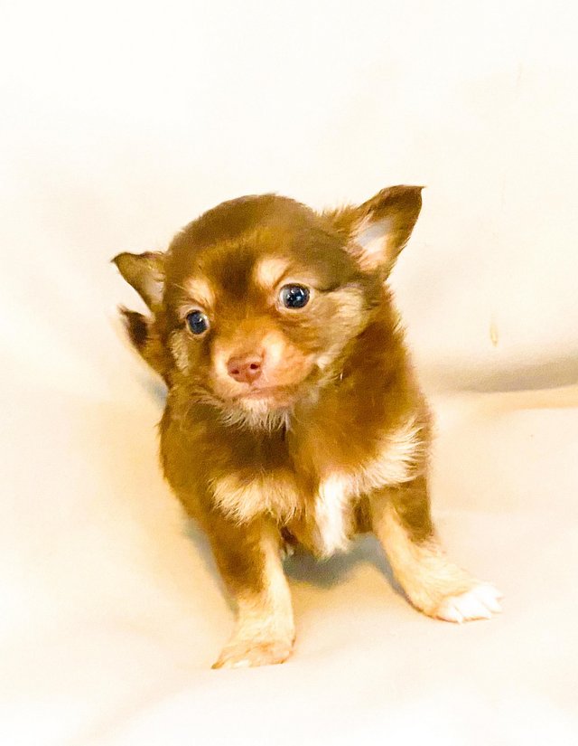 Preview of the first image of Adorable Kennel Club Registered Chihuahua Puppies.