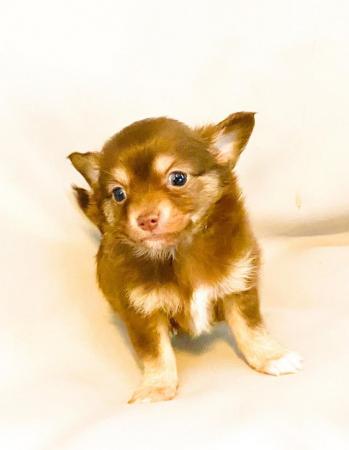 Image 1 of Adorable Kennel Club Registered Chihuahua Puppies