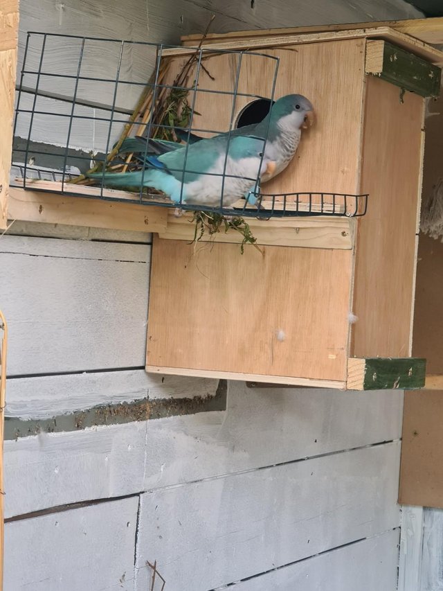 Preview of the first image of Pair Blue Quaker parrots.