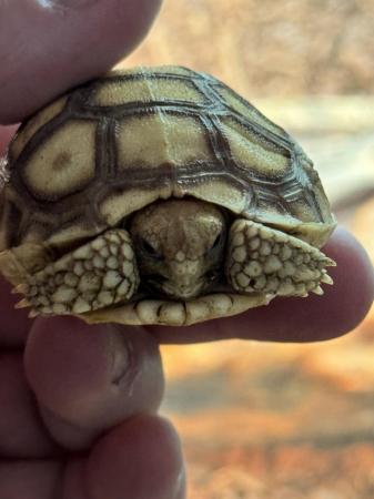 Image 3 of Sulcata Tortoise Ivory Het
