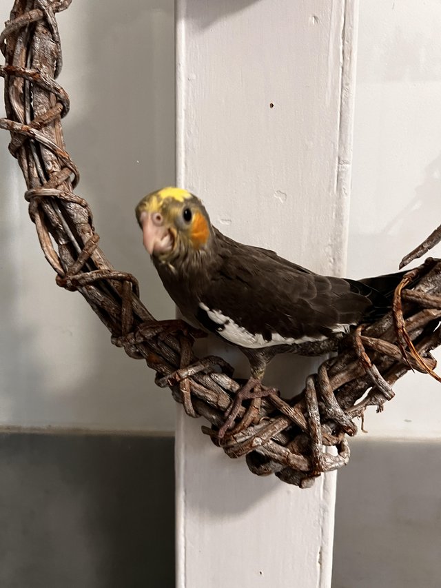 Preview of the first image of Hand reared Cockatiels, Kakarikis, Ringnecks & Quakers.