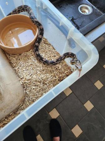 Image 6 of CORN SNAKES OF DIFFERENT TYPES