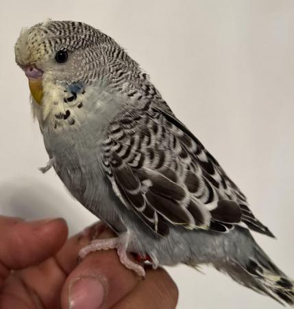 Image 16 of Hand Tame Baby Budgie Parakeets