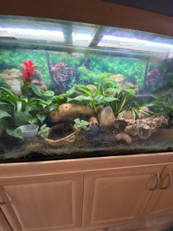 Image 6 of 6ft seabray aquarium with arrow frogs