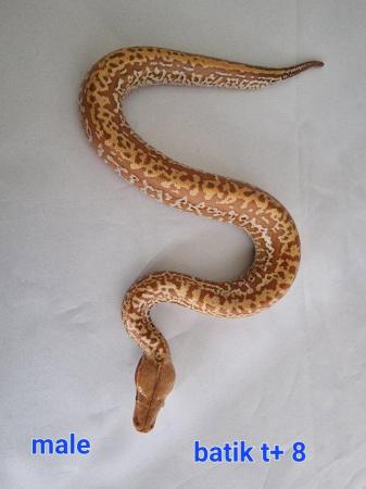Image 2 of Various blood pythons adults and a year old