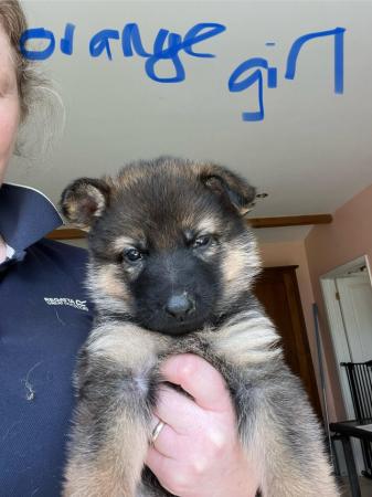 Image 9 of KC registered German Shepherd puppies