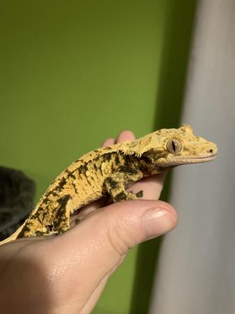 Image 2 of Male Crested gecko for sale