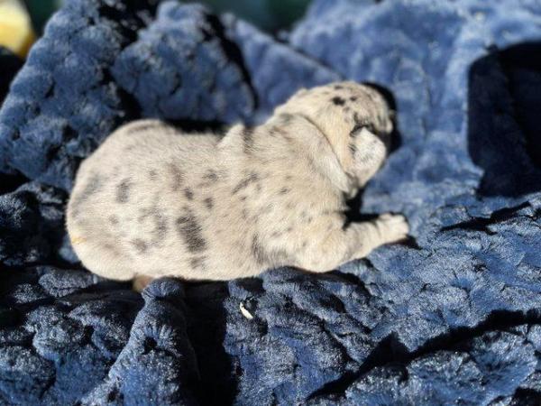 Image 1 of Beautiful Merle french bulldog puppies