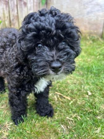 Image 6 of Gorgeous Toy Cavapoos - Ready Now!