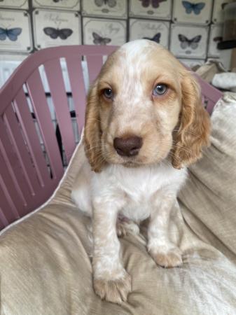 Image 18 of 1 left! Gorgeous Cocker spaniel puppies ready now.