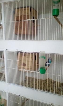 Image 1 of New plywood nest boxes for budgies or javas or similar size
