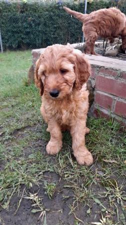 Image 12 of SOLD OUT quality red girls goldendoodle x irishdoodle