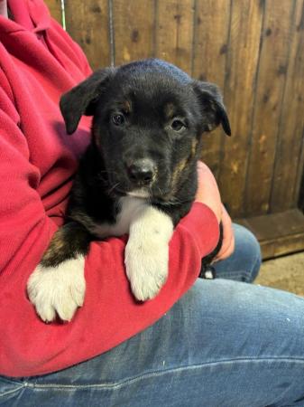 Image 1 of Border collie cross rottweiler puppies