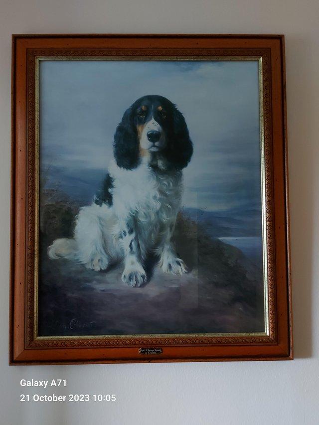 Preview of the first image of Royal, a Tricolour Working Spaniel.