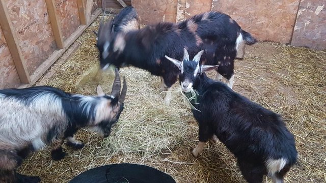 Image 4 of Young Billy goat. Stunning 3/4 Pygmy x Togg. Entire