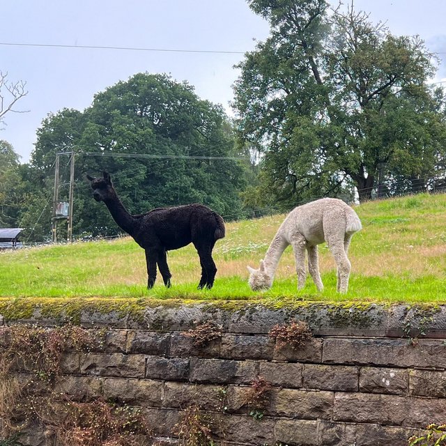 Preview of the first image of Black castrated halter trained male alpaca.
