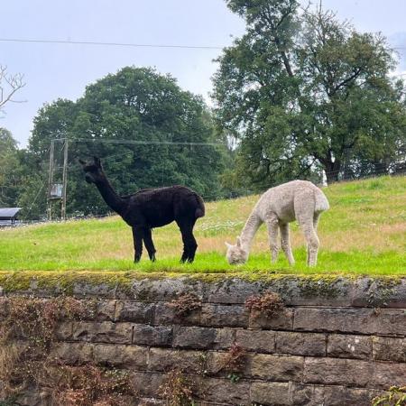Image 1 of Black castrated halter trained male alpaca