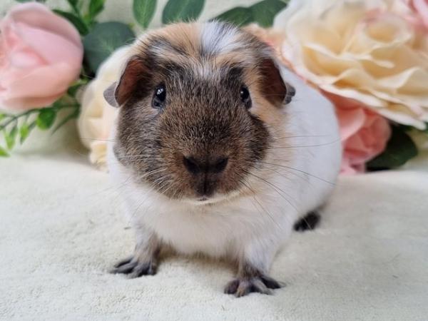 Image 3 of Bonded 8 Month Old Male Guinea Pigs