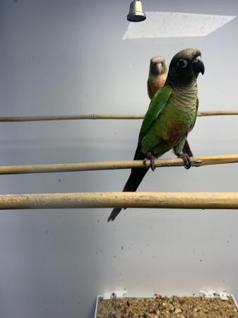 Image 6 of 2 Baby conures for sale stunning birds