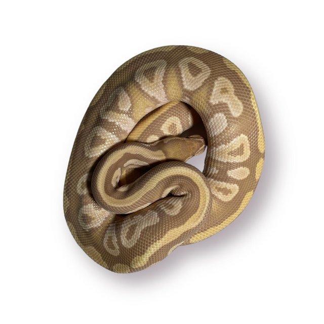 Preview of the first image of CB22 Male Ultramel Mojave Royal Python (on hold).