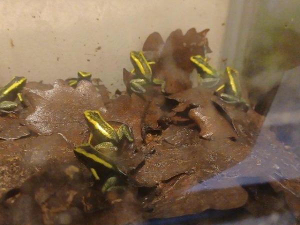 Image 4 of Mint terribillis dart froglets