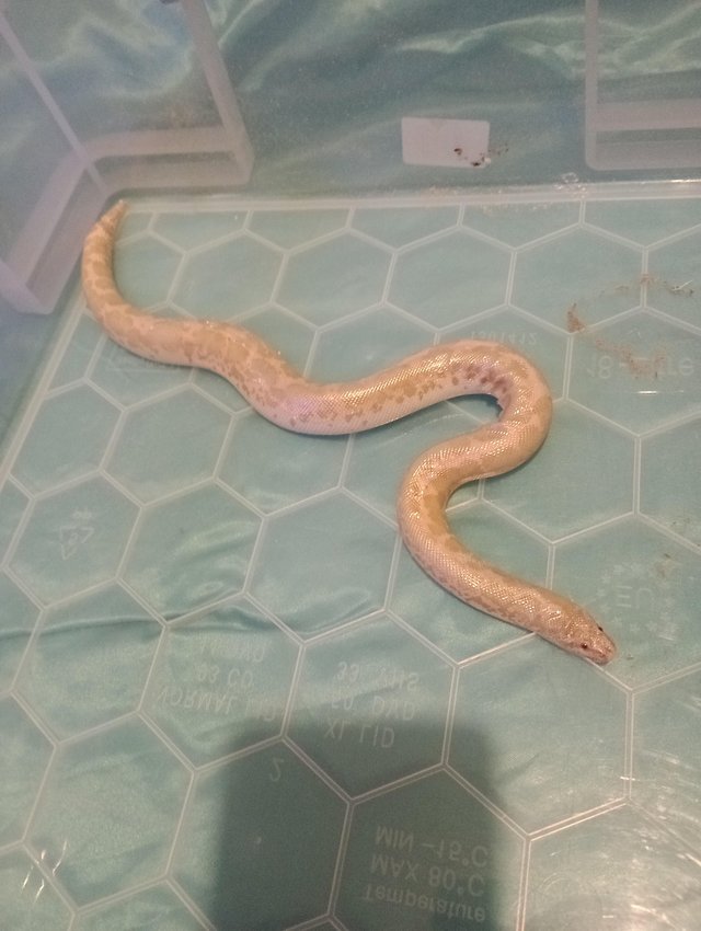 Preview of the first image of Kenyan sand boa Albino het Anery (het snow) for sale.