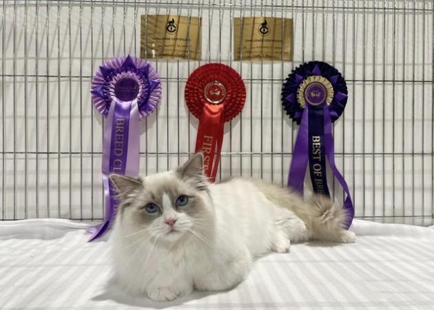 Image 10 of Ragdoll Kittens (GCCF REGISTERED AND FULLY HEALTH TESTED)