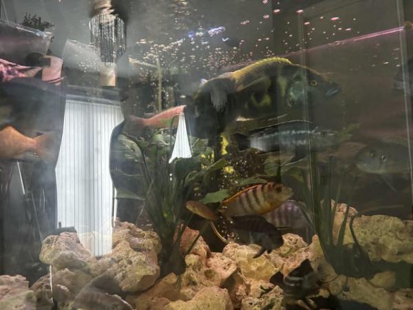Image 2 of African cichlids for sale + catfish