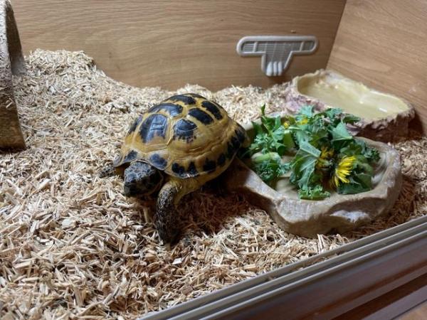 Image 5 of A pair of Horsfield male pet tortoises