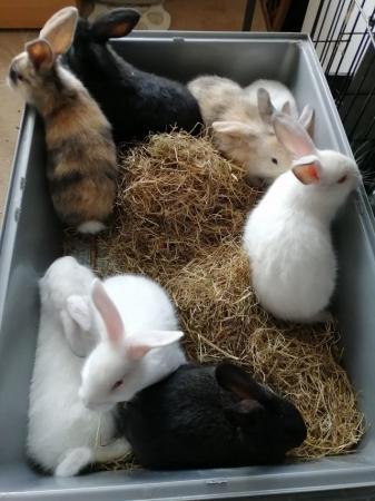 Image 3 of Cute REX baby bunnies with lovely temperament