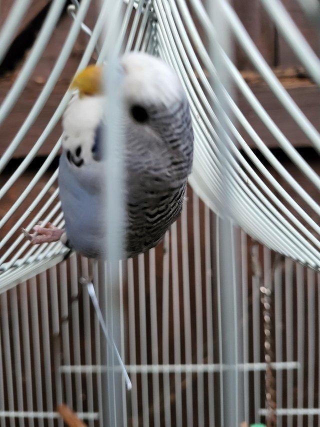Preview of the first image of Baby budgie and second hand cage.