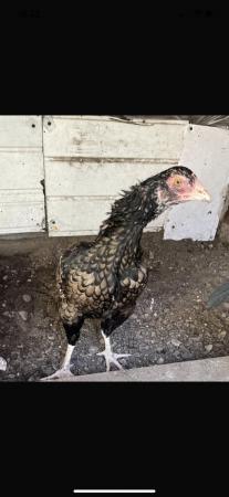 Image 2 of Aseel hen chicken for sale