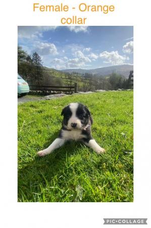 Image 9 of 7 border collie puppies for sale.will be microchiped