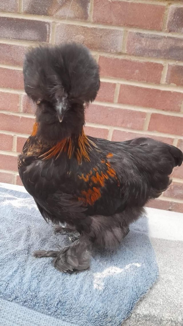 Preview of the first image of Usa silkie bantam cockerals.