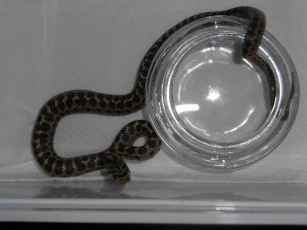 Image 4 of Leopard snakes - UK CB juveniles for sale