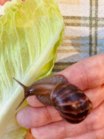 Image 2 of Giant African Land Snail Approx 5/6cm size shell