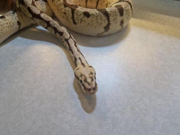 Image 4 of For Sale Male Bumblebee ball python