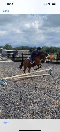 Image 1 of 11.2 Welsh sec a pony for part loan